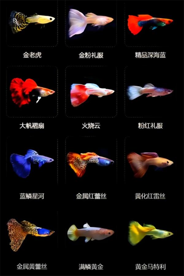 孔雀鱼图片