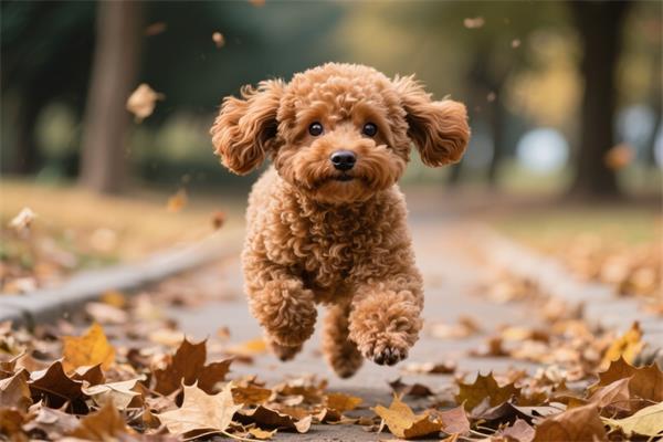泰迪犬