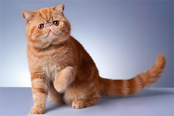 加菲猫🐈️