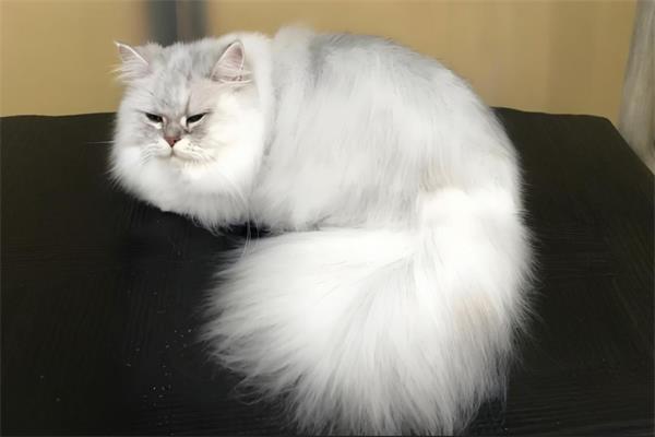 长毛猫图片
