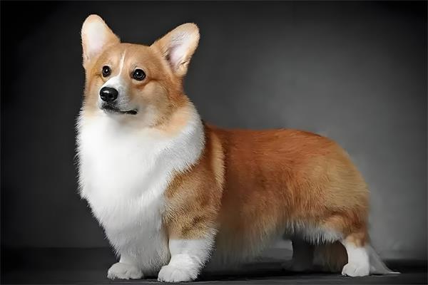 柯基犬🐶