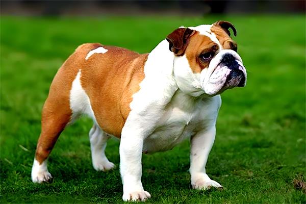 斗牛犬🐶