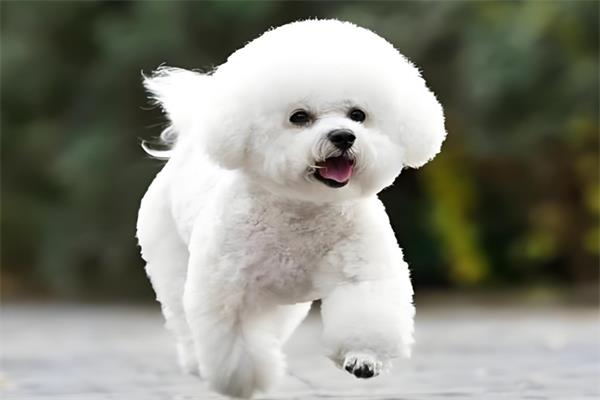 比熊犬🐩