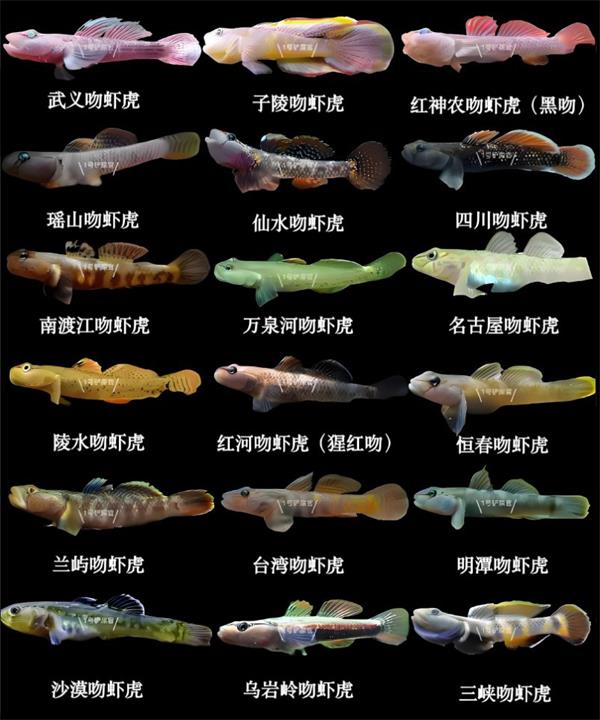 虾虎鱼图片