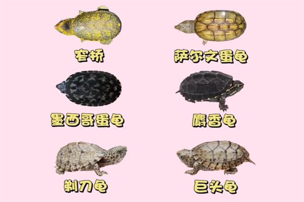蛋龟🐢