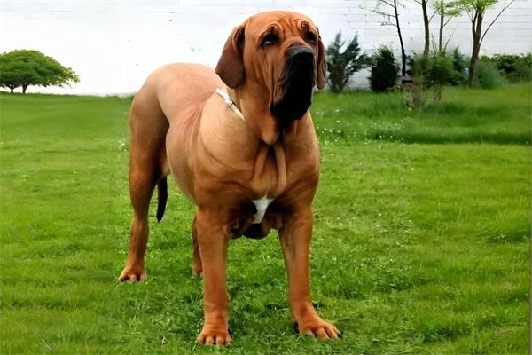 巴西菲勒犬🦛