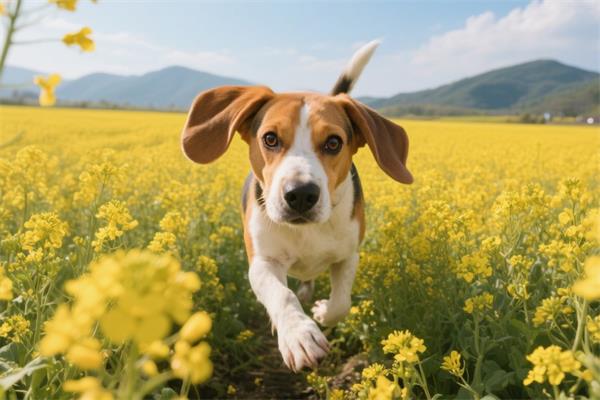 比格犬🐕️