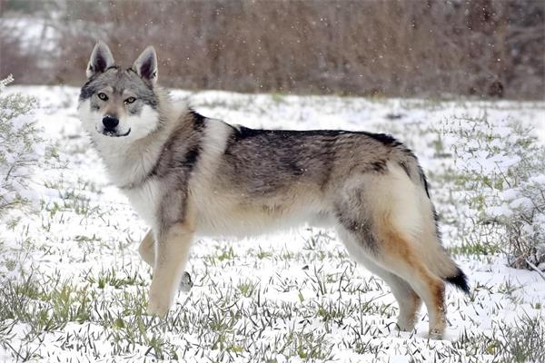 捷克狼犬🐺