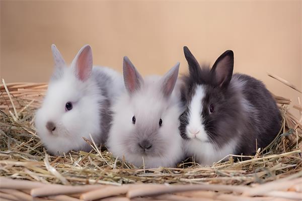 侏儒兔🐰