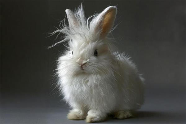 安哥拉兔🐇