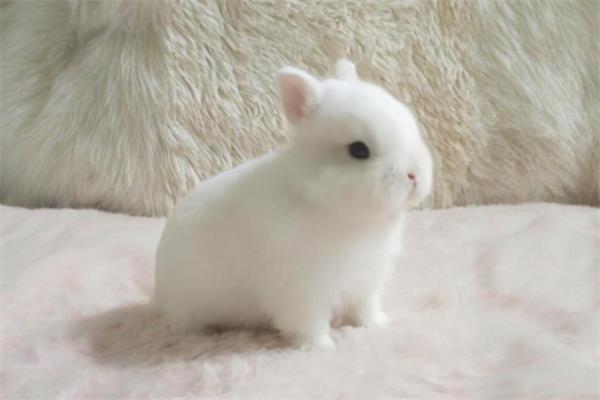 荷兰侏儒兔🐰