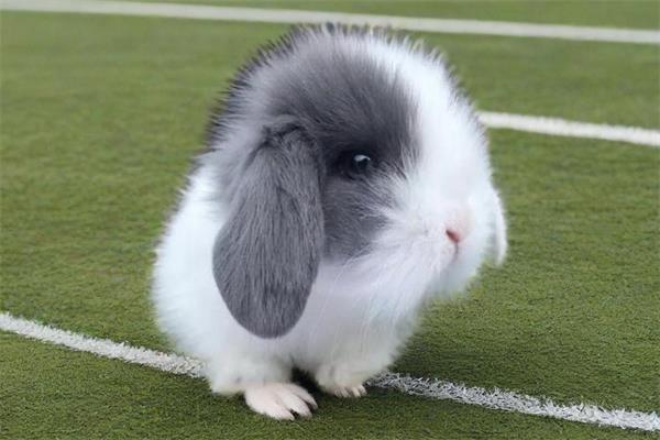 侏儒垂耳兔🐰