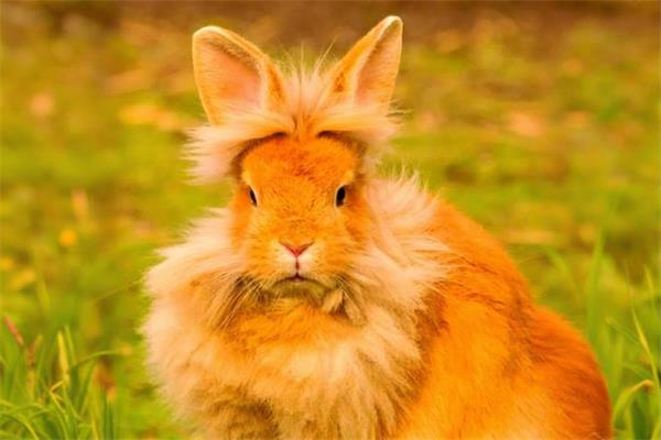 侏儒狮子兔🦁