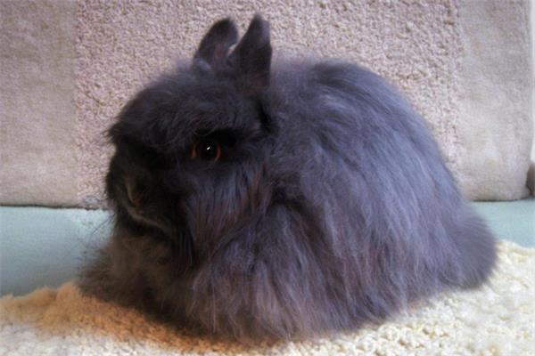 泽西长毛兔🐰