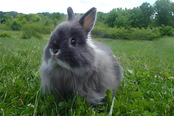 迷你英国安哥拉兔🐇