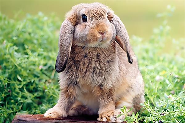 迷你羊绒长耳兔🐰