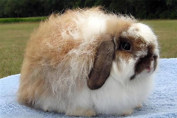 美国长毛垂耳兔🐰