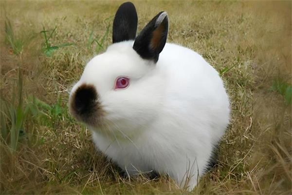 伊拉兔🐰