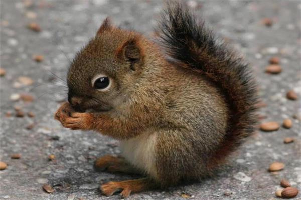 黄山松鼠🐿️