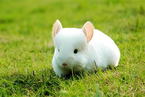 粉白龙猫🐹