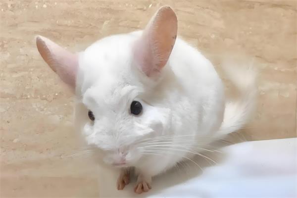 纯白龙猫🐑