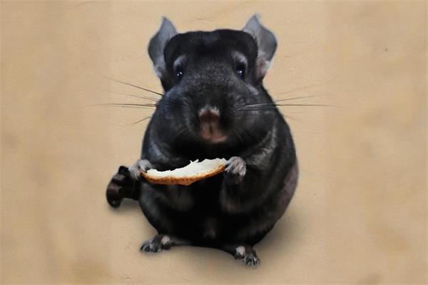 纯黑龙猫图片