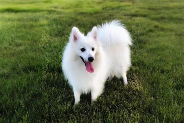 银狐犬图片