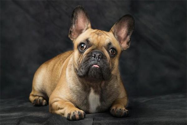 法国斗牛犬🐗