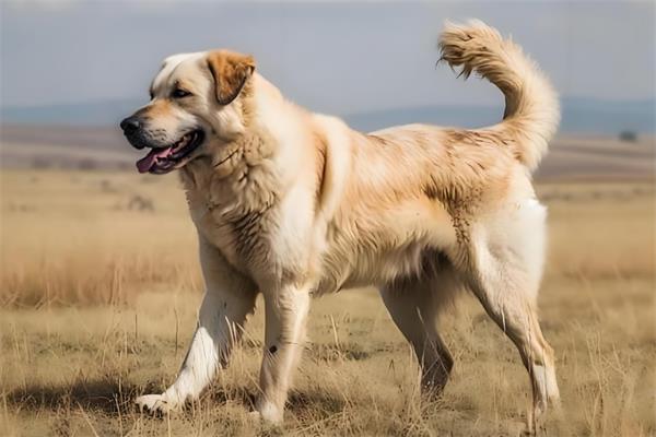 中亚牧羊犬🐕️