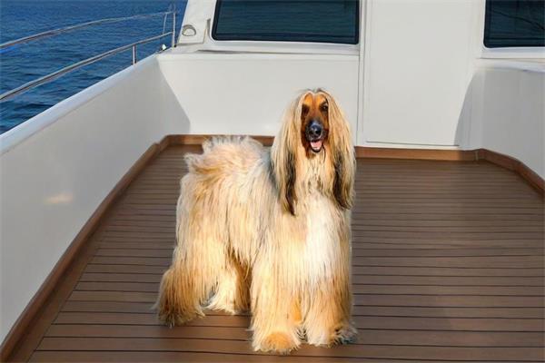 阿富汗猎犬🐩