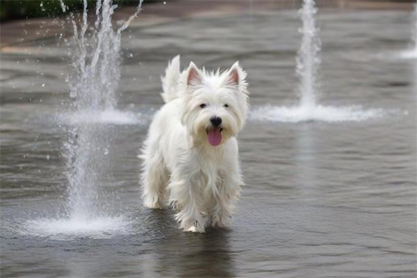 西高地白梗犬🐩