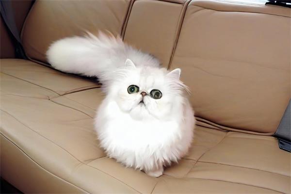金吉拉猫😉