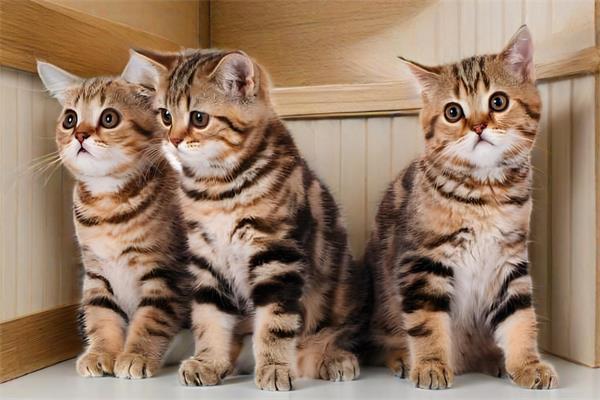 虎斑猫图片