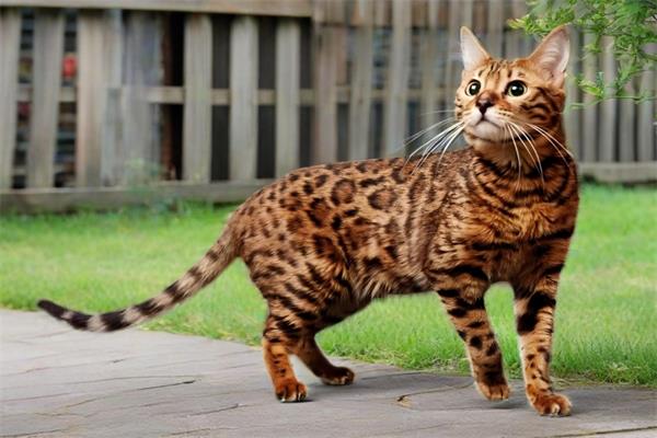 豹猫🐆