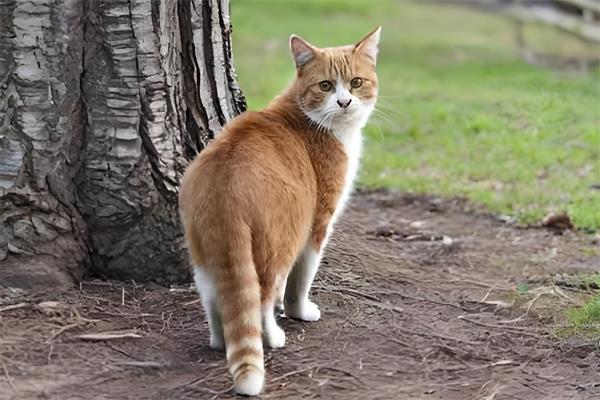 野猫🐈️