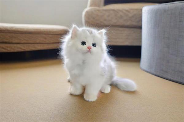 波斯猫🦝