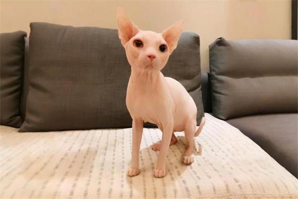 无毛猫🐨