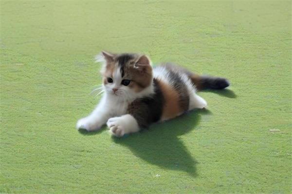 三花猫🐅