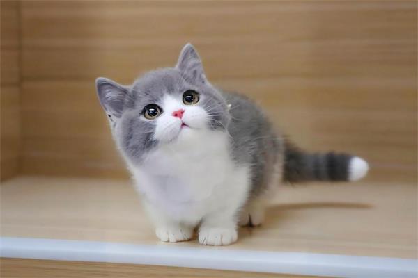 短腿猫😽