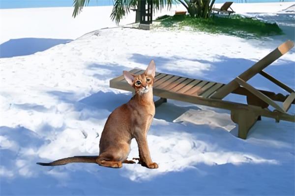 埃及猫🐈️